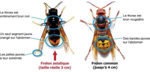 Photo montrant les différences entre le frelon asiatique et le frelon commun